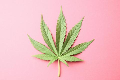 Cannabisblatt auf rosa Hintergrund